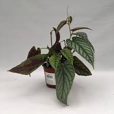 Image result for Cissus faucicola