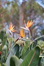 Image result for Strelitzia nicolai