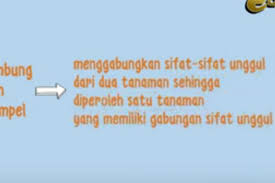 Mengapa Pertumbuhan Vegetatif Buatan Cara Menempel Menghasilkan Tanaman Lebih Baik Jawaban Belajar Tvri 14 Juli Sd Kelas 4 6