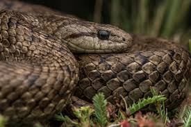 Image result for Pycnostachys schliebenii