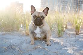 Bella, the french bulldog, struggled to walk on a leash without pulling and gagging herself. Florida French Bulldog Breeder Jem French Bulldog