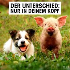 Peta Deutschland On Instagram Kein Tier Hat Bock Drauf Fur Dein Essen Zu Sterben Peta Tiere In Not Tiere Retten