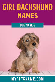 Girl Dachshund Names In 2020 Girl Pet Names Dog Names Dachshund