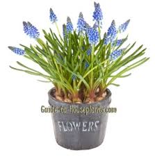 Check spelling or type a new query. Growing Grape Hyacinths Muscari Spp Forcing Hyacinth Bulbs Indoors