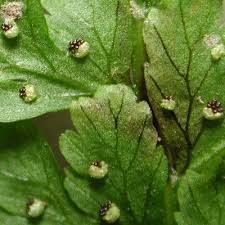 Image result for Woodsiaceae