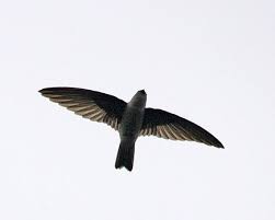 Gambar burung cililinformat png : Burung Walet Png Masteran Kicau Club