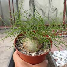 Image result for Bowiea volubilis