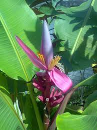 Image result for Musa ornata