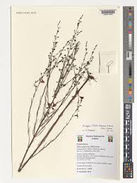 Image result for Micrargeria