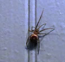 I have put it on a chair and now i can't see it there. Spiders Vancouver Island Bc Gohiking Ca