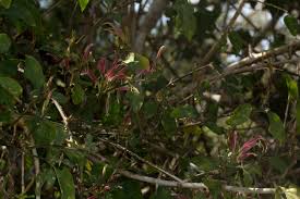 Image result for Anisotes formosissimus