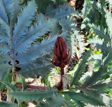 Image result for Melianthus major