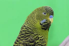 The picture above is a fake, it is not possible to produce a red budgerigar. Breeders Johan Kortenray Age 40 From The Netherlands Bernd Keuthen Age 48 From Germany Breeders Of Blackface Blackwing Anthracite Slate Melanistic Spangle Dec Saddlebacks Continental Clearflight Recessive Pied Dominant