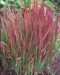 Image result for Imperata