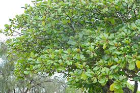 Image result for Guettarda