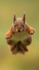 Sep 25, 2020 · your iphone will let you know that your homepod is ready to use. Squirrel Jumping Blurry Background 1125x2436 Iphone 11 Pro Xs X Wallpaper Background Picture Image