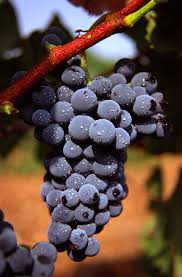 Resultado de imagen para uvas viña
