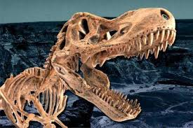 They are dropped by dinosaurs on anachronia. New Evidence Raises Questions About When Dinosaurs Evolved In North America