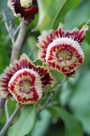 Image result for Napoleonaea