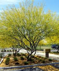 The desert museum was the first hybrid introduced and is a medium green color, fast growing to about 25' x 25', has small leaflets which create a fine textured look. Palo Verde Trees Garden View Nursery