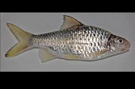 Ikan seperti ini diburu karena rasanya yang luar biasa gurih dan kandungan nutrisinya yang begitu banyak. 75 Gambar Ikan Sungai Paling Bagus Gambar Pixabay