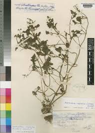 Image result for Aeollanthus neglectus