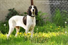 Image result for bernský honič