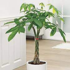 Lime Dwarf Citrus Money Tree Plant Money Tree Plant Care House Plants Indoor