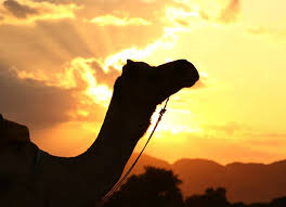 Geico hump day camel commercial. Happy Hump Day Everything You Need To Know Superfood Camel S Milk