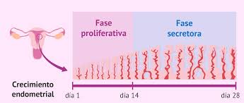 Por qué es importante el endometrio en reproducción asistida?