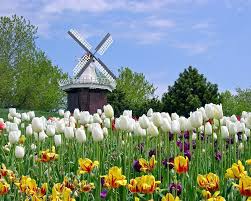 Tin tức nhanh nhất và đầy đủ nhất về hà lan. Nhá»¯ng Ä'á»‹a Ä'iá»ƒm Ngáº¯m Hoa Tulip á»Ÿ Ha Lan Ä'áº¹p Tá»±a Thien Ä'Æ°á»ng