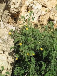 Image result for Abutilon indicum