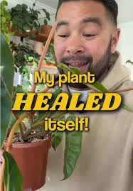 How to Spot Old Leaves