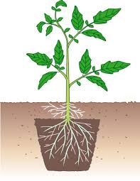 Tomaten Tomaten Garten Garten Bepflanzen Und Pflanzen