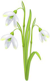 Snowdrop Flower Transparent Image Free Clip Art Flowers Clip Art