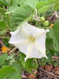 Image result for Ipomoea albivenia