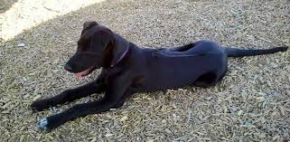 Barnes, in bulawayo, southern rhodesia (now zimbabwe), in 1922, who named the b. Labrador Rhodesian Ridgeback Mix Imgur