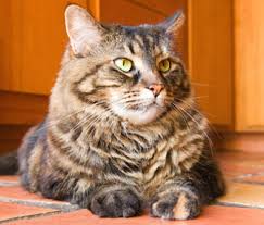 So, how long do tabbies live? My Cat Is Overweight What Can I Do To Help Her