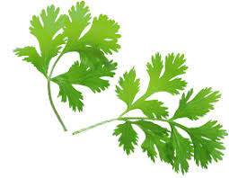 Vast range of motorhoes, walking tractors, sickle bars, tracked carriers, professional. Grillo The Peri Experts A Healthier Option