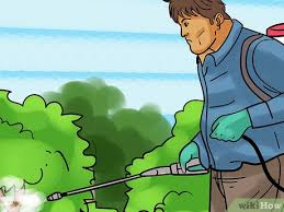 Maybe you would like to learn more about one of these? 4 Ways To Remove A Privet Hedge Wikihow