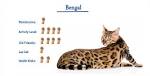 What are the disadvantages of owning a Bengal cat? - Quora