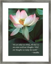Pin On Lotus