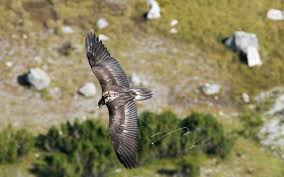 Yesterday at 1:00 am ·. Die Bartgeier Stehen Fur Die Letzten Wildnisgebiete Der Alpen Schweizer Alpen Club Sac