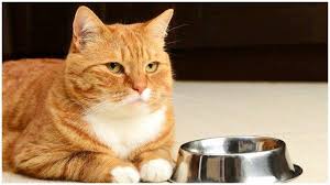 Induk kucing yang sering memindahkan anaknya yang baru lahir tentu sangat beresiko, karena anak kucing masih dalam kondisi lemah dan bisa mengakibatkan kematian, maka dari itu. Viral Kucing Dan Anaknya Dipelihara Di Dalam Kelas Dirawat Sejak Masih Kurus Hingga Melahirkan Tribun Palu