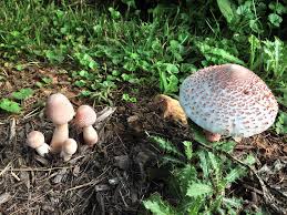 Image result for Lepidagathis pallescens