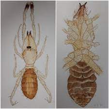 A camel spider is usually seen during the spring and summer months because of the fact that they're afraid of. Lets Talk About Camel Spiders First Impressions When You Discovered The Species Spiders