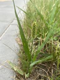 Image result for Setaria restioidea