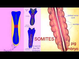 Somites are bilaterally paired blocks of paraxial mesoderm that form along the head to tail axis of the developing embryo in segmented animals. Embryonic Development Somites Youtube