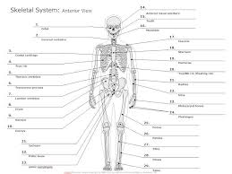 Anterior View Skeletal Diagram Skeletal System Worksheet Anatomy And Physiology Anatomy Organs