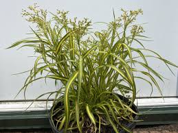 Image result for Scirpus pendulus